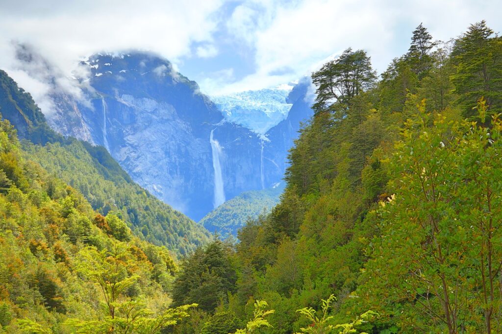 El bosque esencial: la importancia de los estudios forestales en Chile