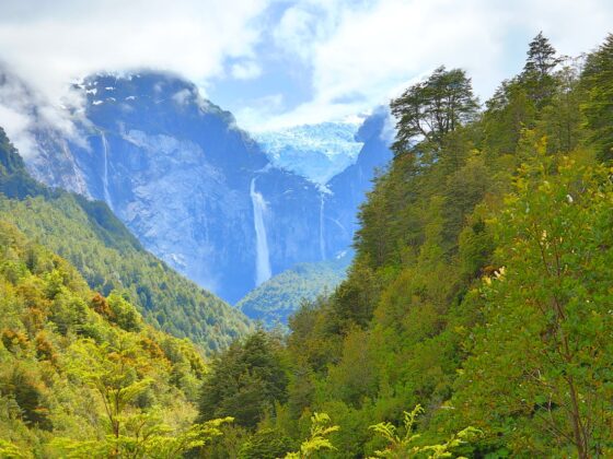 El bosque esencial: la importancia de los estudios forestales en Chile